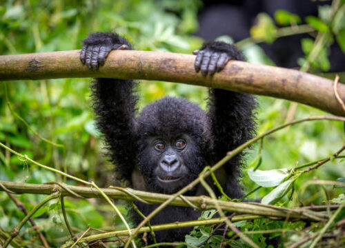Gorilla Tourism Supports Conservation
