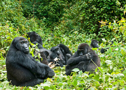 The Ultimate Guide to Gorilla Trekking
