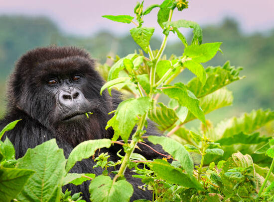 Uganda Gorilla Tour