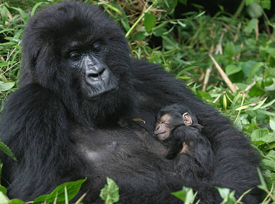 Uganda Wildlife and Gorillas