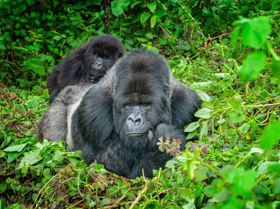 Mgahinga Gorilla Tour