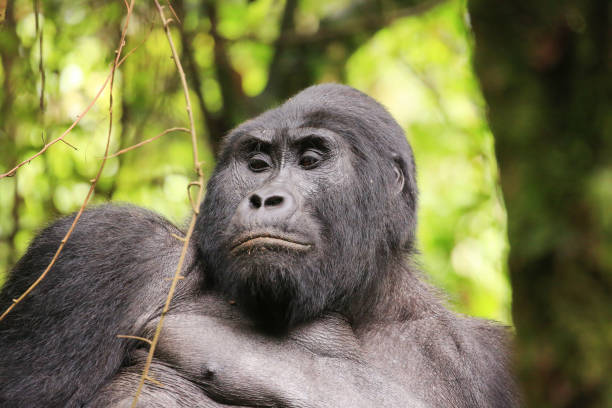 Mgahinga National Park