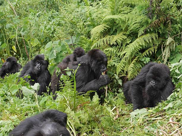 Bwindi Impenetrable Forest